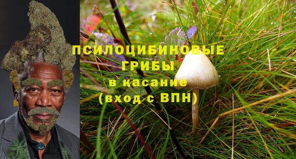 сатива Волоколамск